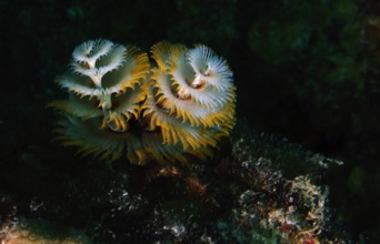 Christmas Tree Worms
